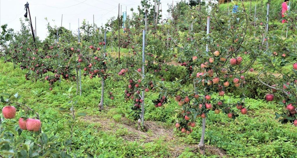 Organic apple